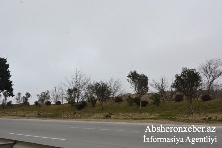 Abşeronda yol kənarında zeytun ağacları əkilib
