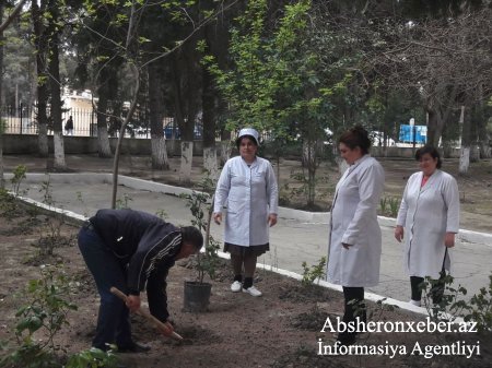 Tibb işçiləri ağac əkdi – Abşeron Poliklinikasında iməclik