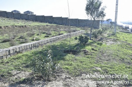 Novxanı-Mehdiabad avtomobil yolunun kənarında 400 ağac əkilib
