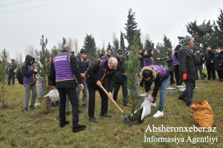 Abşeronda 20 Yanvar faciəsində həlak olan 147 şəhidin xatirəsinə 147 ağac əkildi – FOTO 