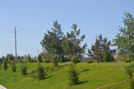 Abşeronda 1 milyondan çox ağac və gül kolları əkilib (FOTO)
