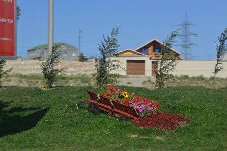 Abşeronda 1 milyondan çox ağac və gül kolları əkilib (FOTO)