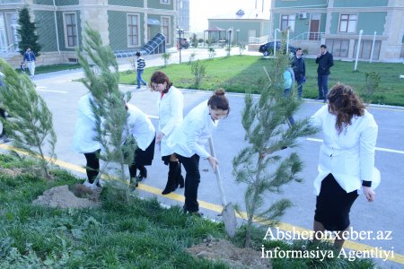 Abşeron Rayon Mərkəzi Xəstəxanasının təşkilatçılığı ilə Masazırda ağacəkmə aksiyası keçirilib