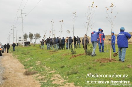 AZTV-Abşeronda ağac əkmə aksiyası keçirilib