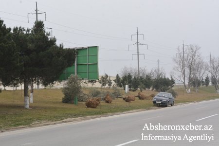Abşeronda yol kənarında zeytun ağacları əkilib