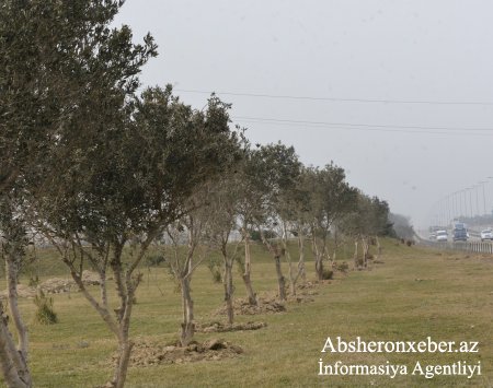AZTV-Abşeron rayonunda yaşıllıq sahələri genişləndirilir