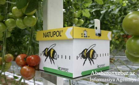 Abşeronda Türkiyəli iş adamının qurduğu istixanada şitillər arılar vasitəsilə tozlandırılır