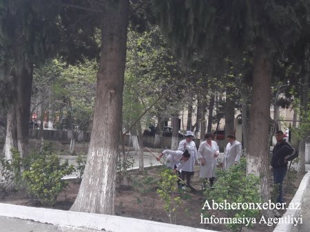 Tibb işçiləri ağac əkdi – Abşeron Poliklinikasında iməclik