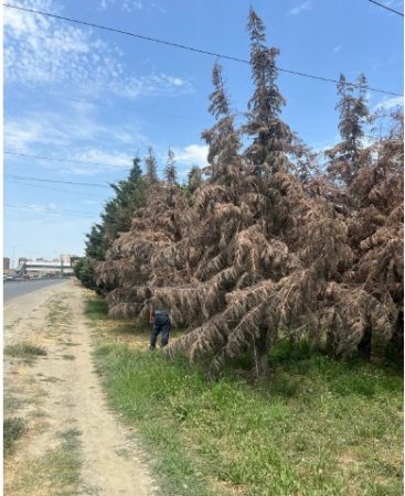 Abşeron rayonunda qurumuş ağaclar yol kənarlarından götürüləcək