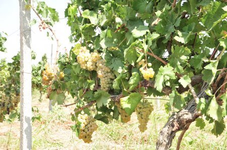 Abşeronda üzüm və şərab məhsulları istehsalçıları ilə müzakirələr aparılıb
