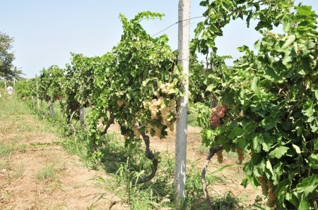 Abşeronda üzüm və şərab məhsulları istehsalçıları ilə müzakirələr aparılıb