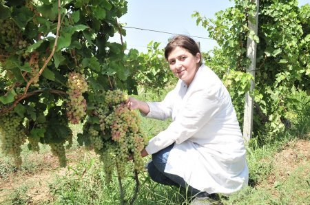 Abşeronda üzüm və şərab məhsulları istehsalçıları ilə müzakirələr aparılıb