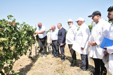 Abşeronda üzüm və şərab məhsulları istehsalçıları ilə müzakirələr aparılıb