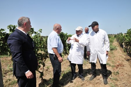 Abşeronda üzüm və şərab məhsulları istehsalçıları ilə müzakirələr aparılıb
