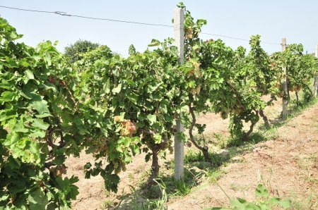 Abşeronda üzüm və şərab məhsulları istehsalçıları ilə müzakirələr aparılıb