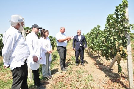 Abşeronda üzüm və şərab məhsulları istehsalçıları ilə müzakirələr aparılıb